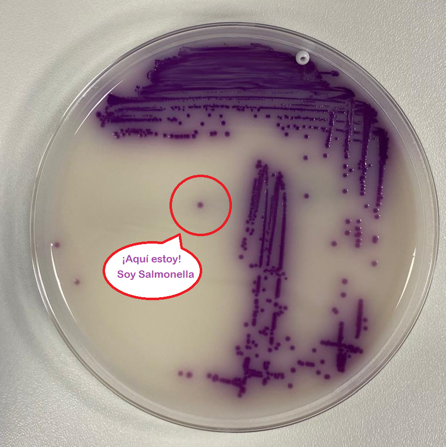 Salmonella placa laboratorio